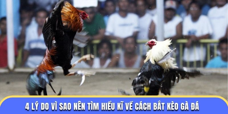 4 Lý do vì sao nên tìm hiểu kĩ về hướng dẫn cách bắt kèo đá gà