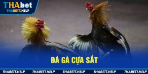 Đá gà cựa sắt