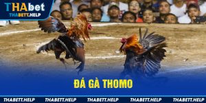 Đá gà Thomo