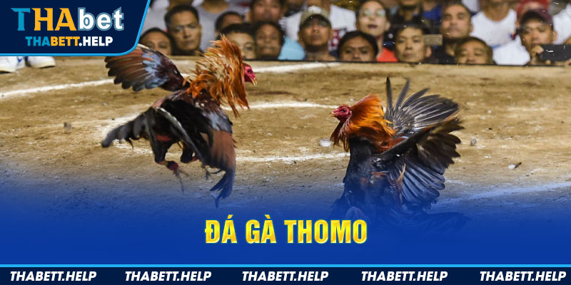 Đá gà Thomo