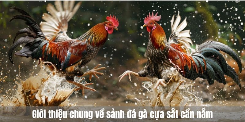 Giới thiệu chung về sảnh đá gà cựa sắt cần nắm