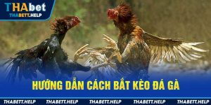 Hướng dẫn cách bắt kèo đá gà
