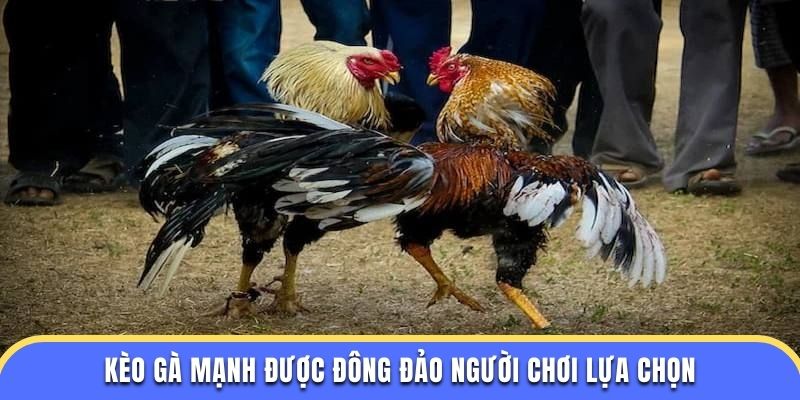 Kèo gà mạnh được đông đảo người chơi lựa chọn