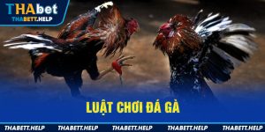 luật chơi đá gà