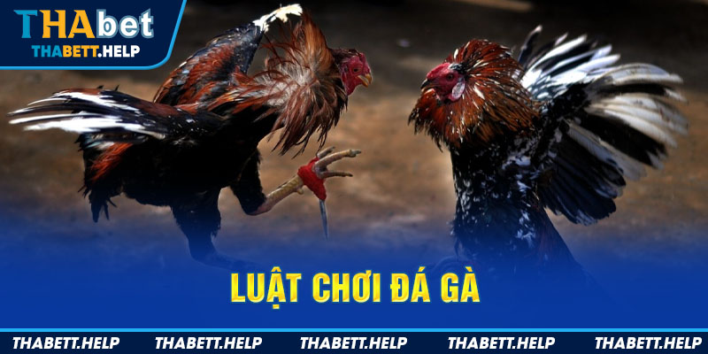 luật chơi đá gà