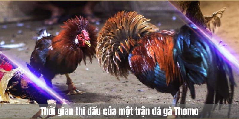 Thời gian thi đấu một trận đá gà Thomo
