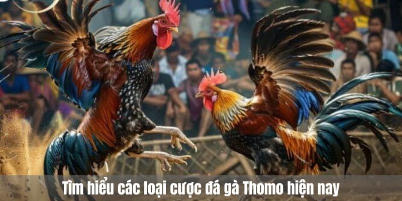Tìm hiểu các loại cược đá gà Thomo hiện nay